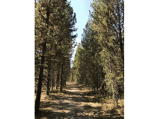 Fun track through trees